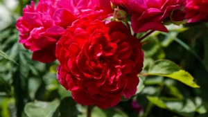 Deep red roses in full bloom among green leaves, a garden scene that suits an acotar reading order guide to a faerie series