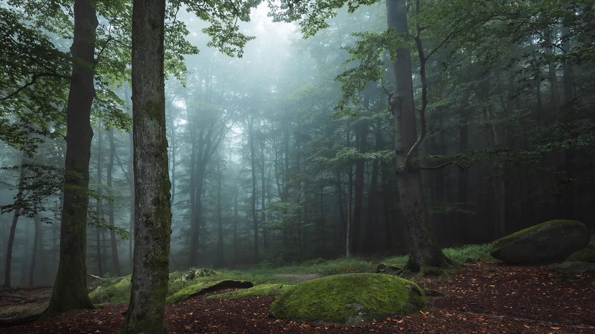 Misty beech forest with moss-covered boulders and fallen leaves, the kind of enchanted wood that frames books like a court of thorns and roses