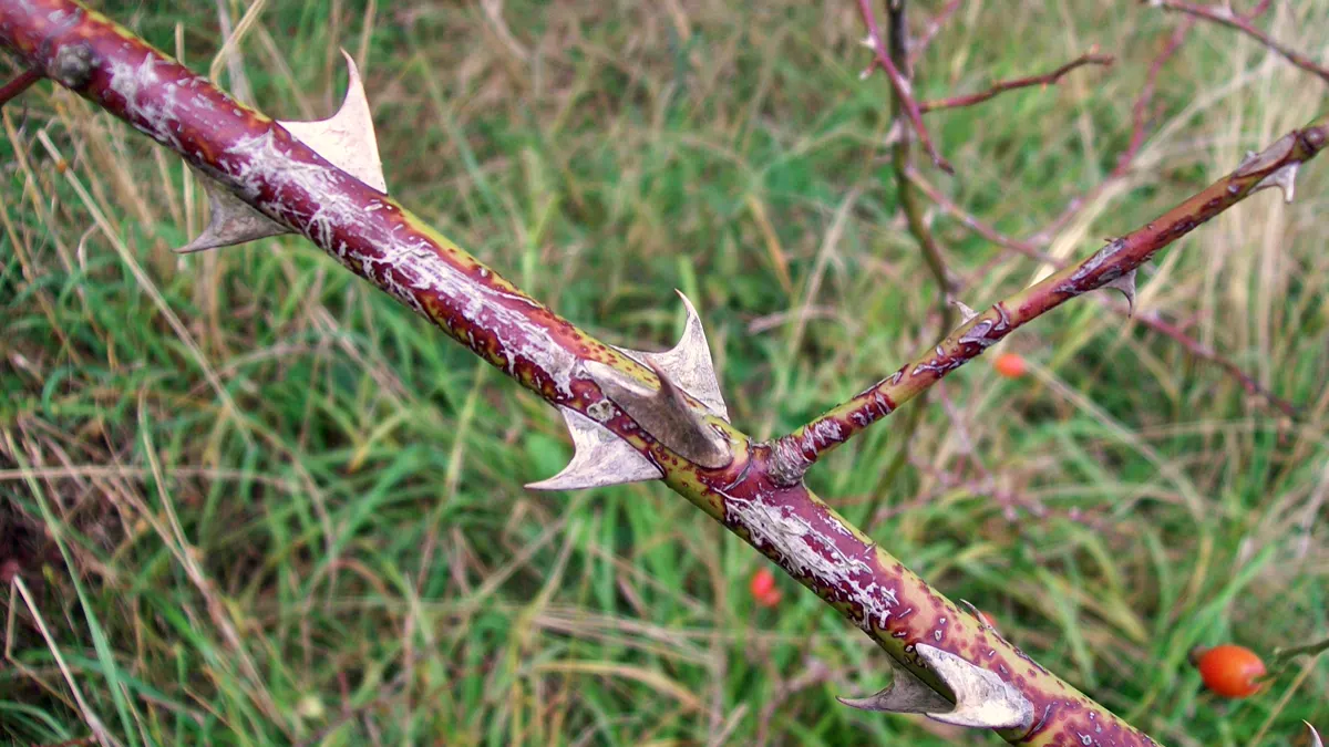 Wild Rose Stem With Sharp Thorns and Autumn Hips Close view of a wild rose stem with sharp thorns and red autumn hips behind it in long grass