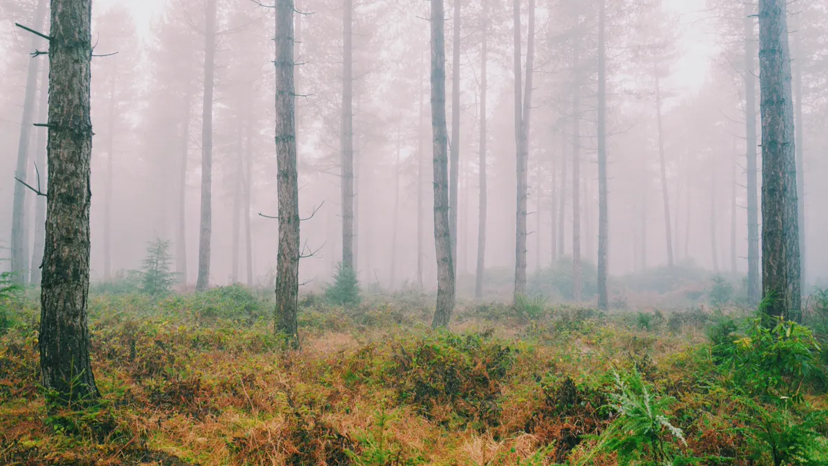 Misty Winter Morning Among Tall Pines in Stonor Forest Tall pine trunks fading into thick fog over ferns and heather on a winter morning in an English forest