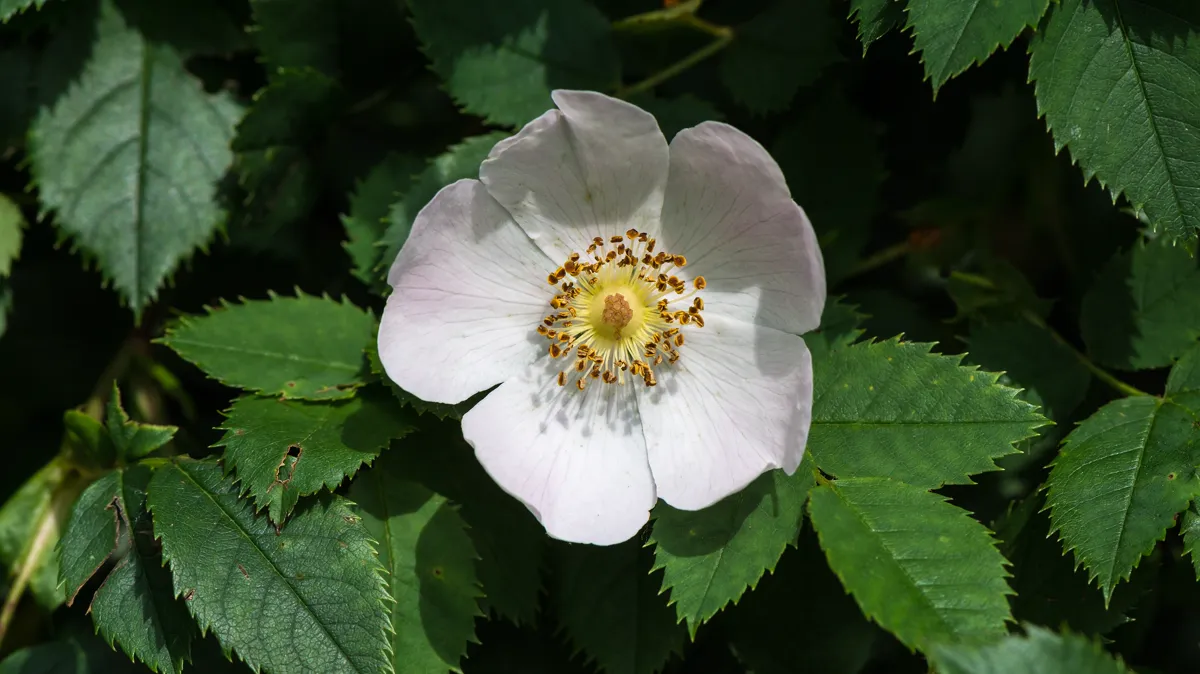 Single pale pink hedgerow rose bloom with a golden centre among serrated green leaves